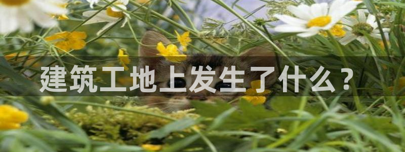 谈球吧体育app下载中心在哪