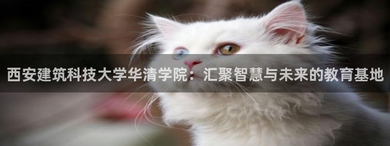 谈球吧在线登录免费观看